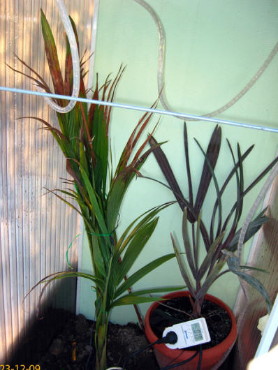 illawara bismarkia 